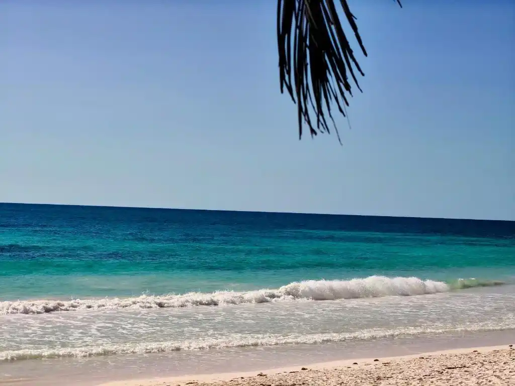El mar y la arena, con una palmera en primer plano.