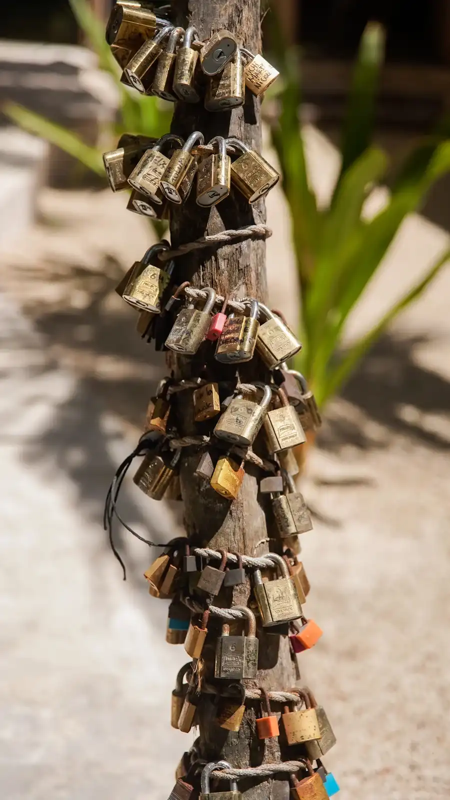 A close-up of the padlocks chained around the trunk.