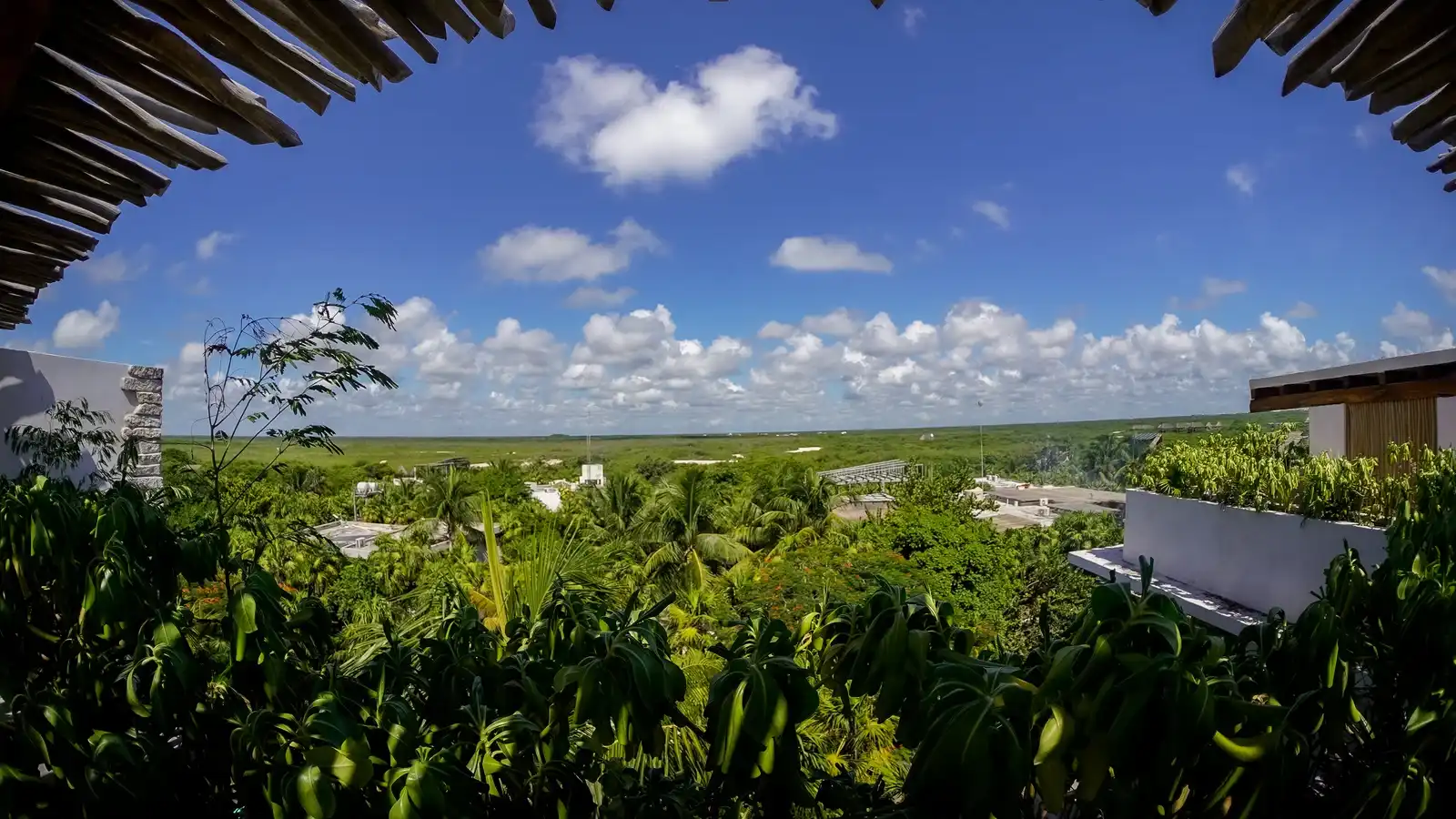 The Tulum jungle seen from above, under the palm eaves of a terrace.