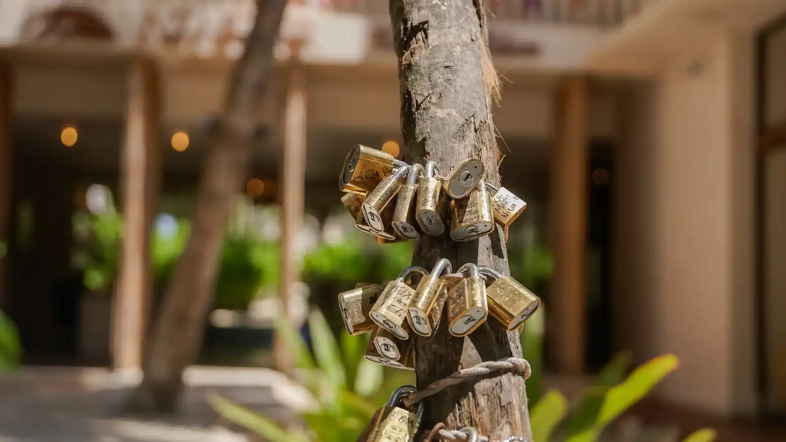 Padlocks tied to a tree trunk, with the hotel facade blurred behind.