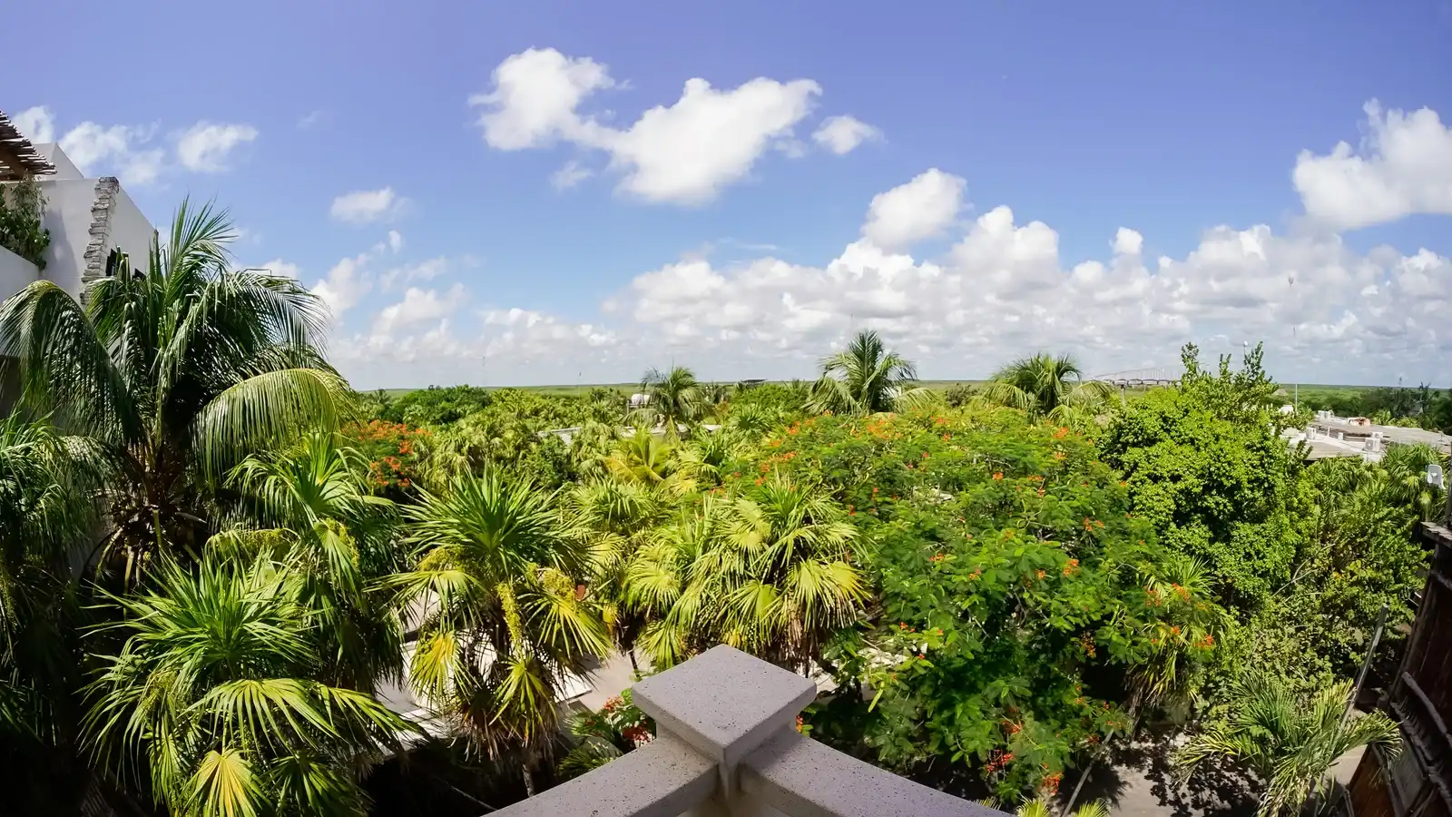 The crowns of the jungle palms from a balcony with a white balustrade.