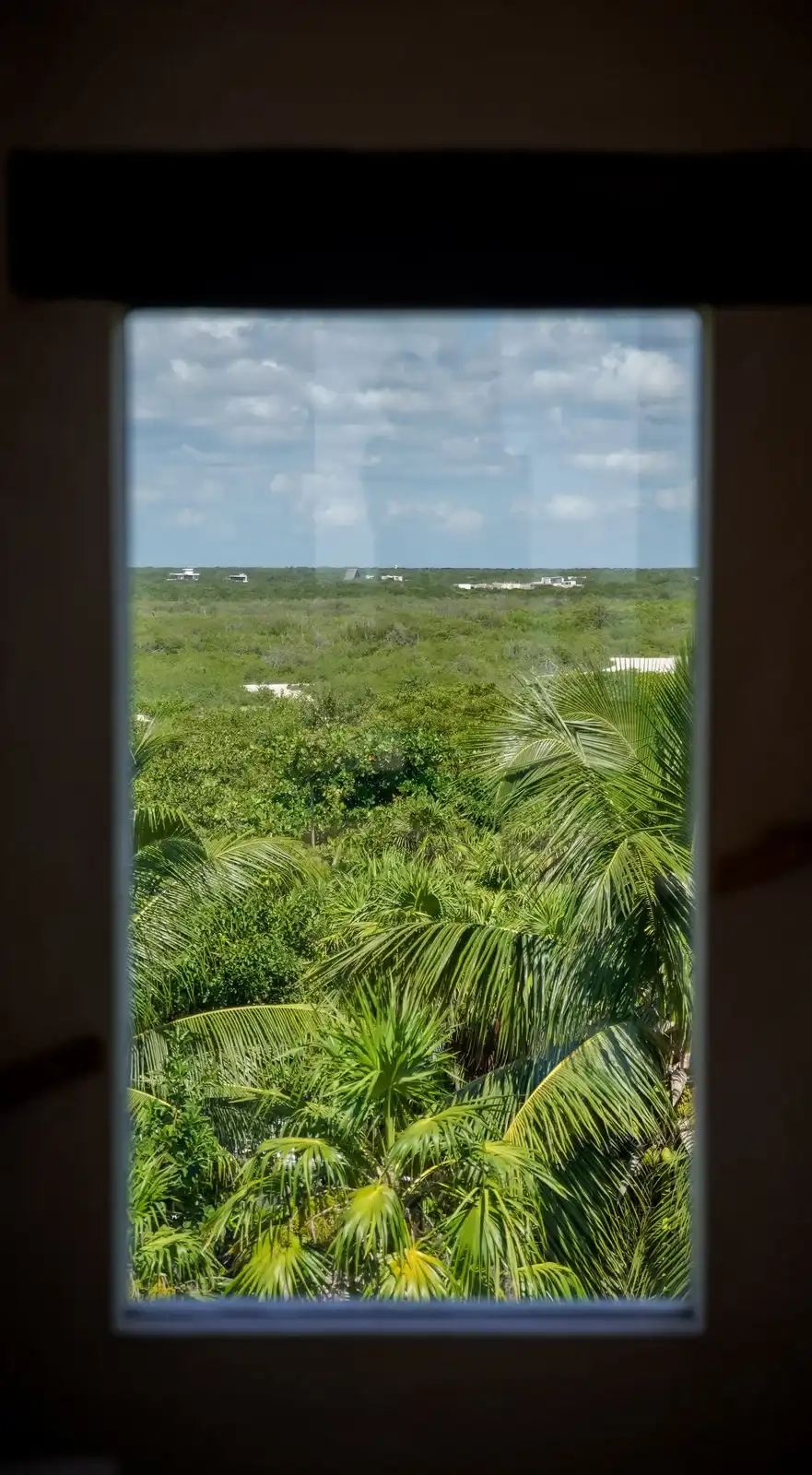 A tall window framing the palms of the jungle.