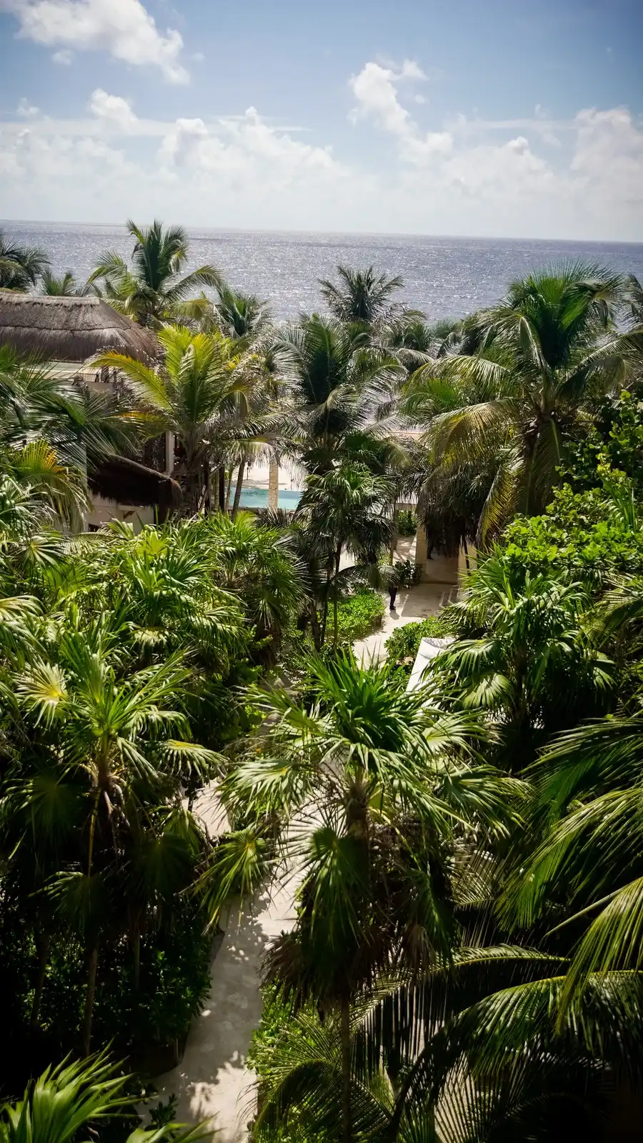 Vertical aerial view: the garden palms, the hotel buildings and the band of sea.