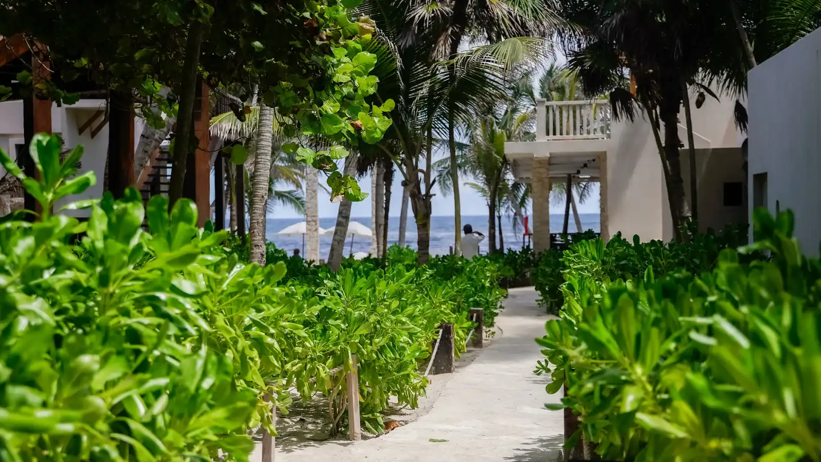 A walkway through the greenery and palm trees, heading to the sea.