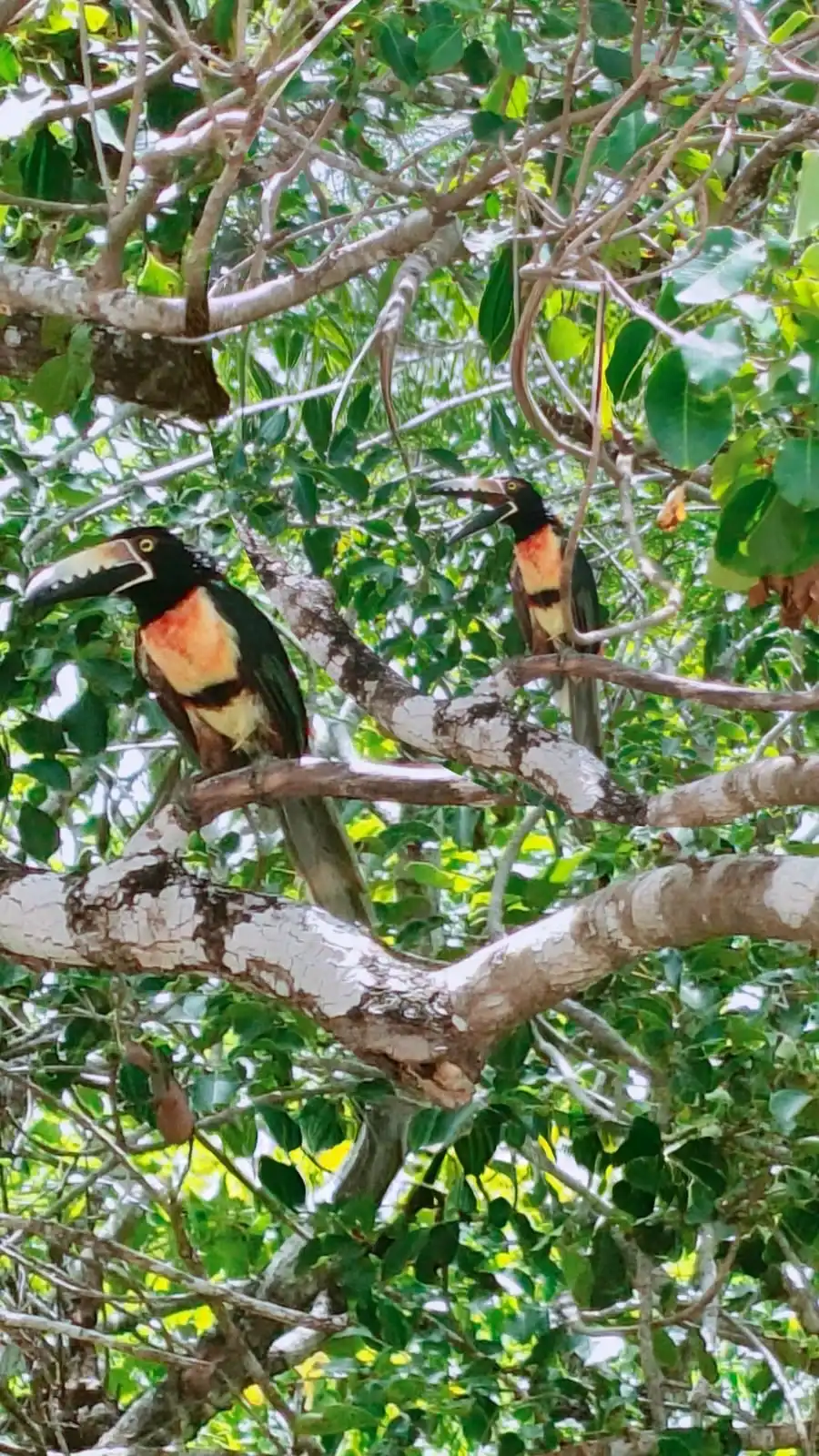 Two toucans perched on the branches of a tree, among the foliage.