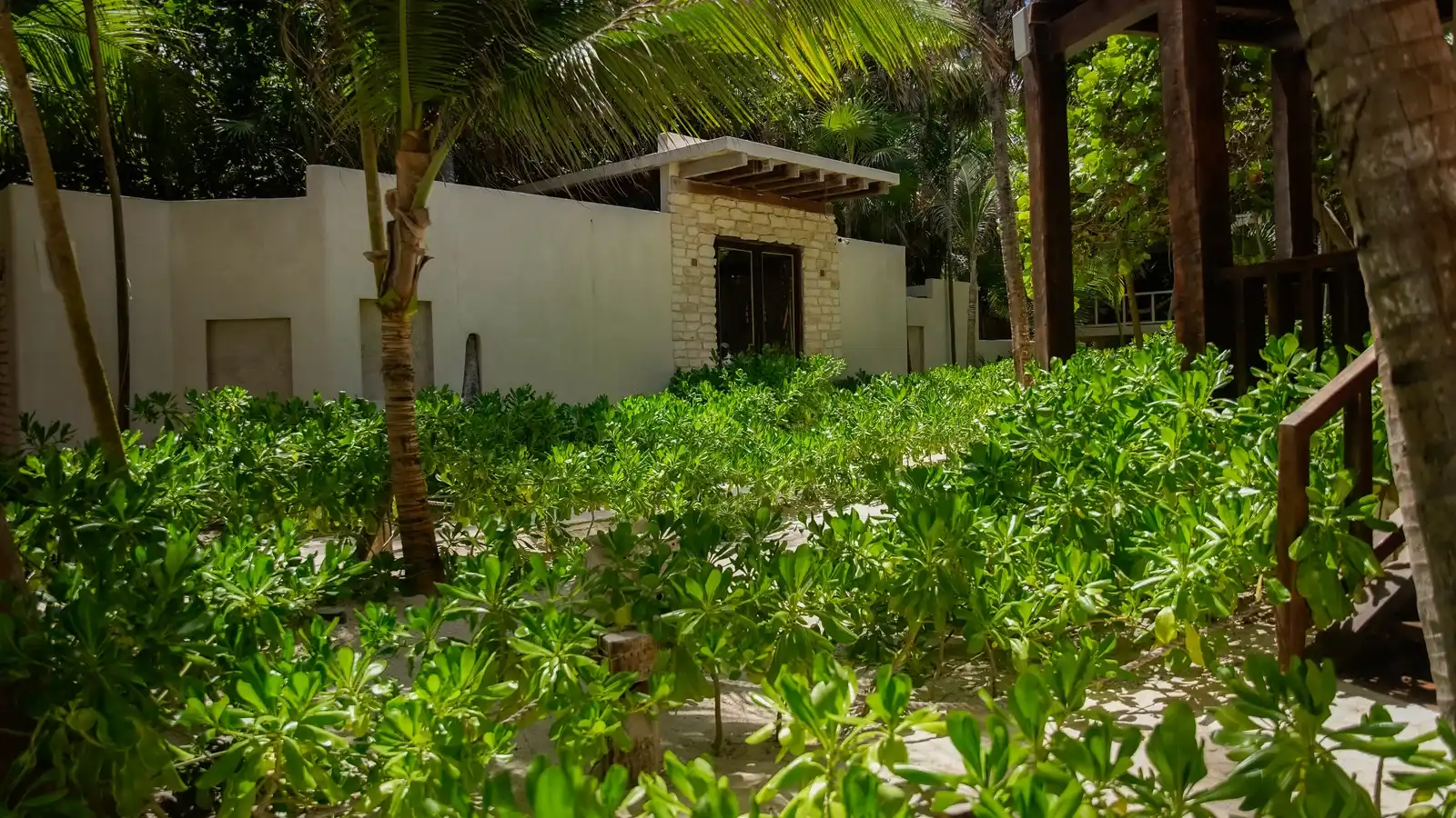 A palm garden with a stone building behind.