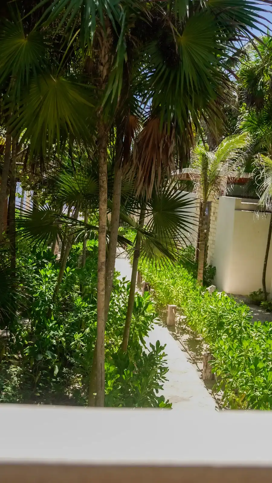 A stone path between palm trees, leading to the bungalows.