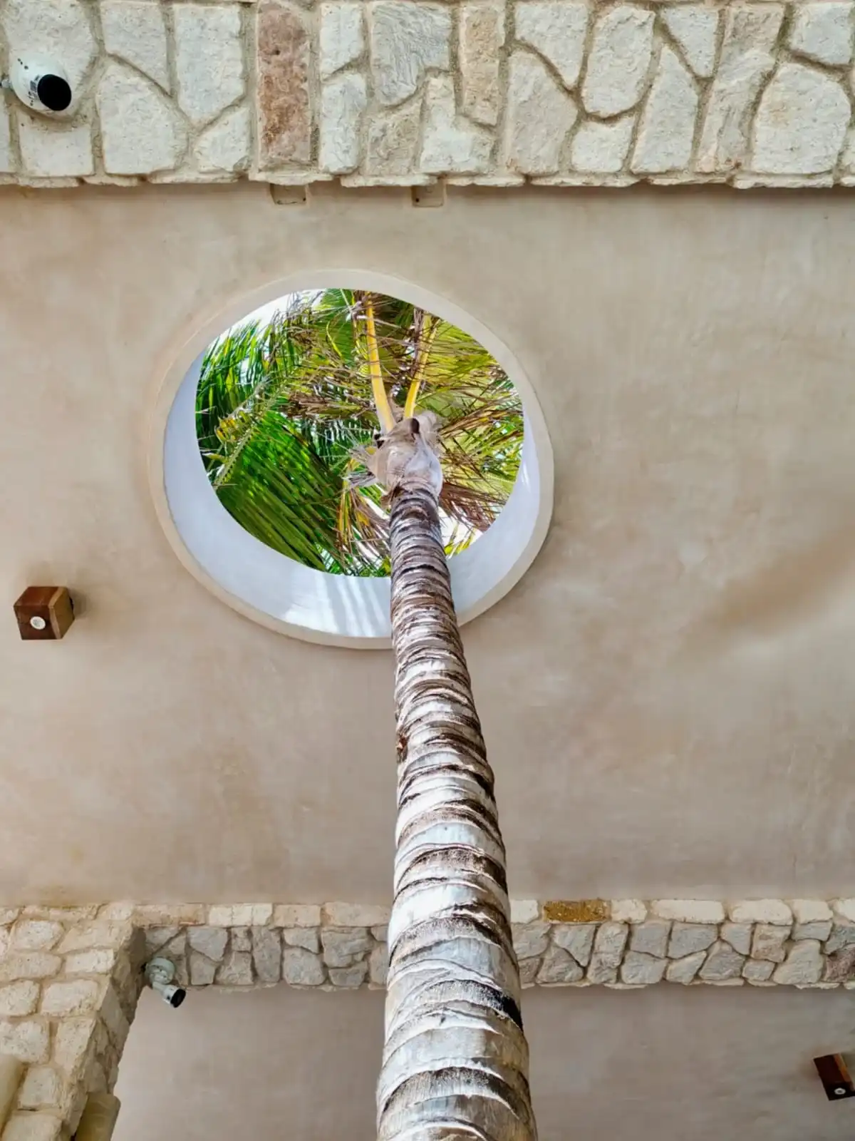A palm tree growing through a round oculus opened in the stucco ceiling.