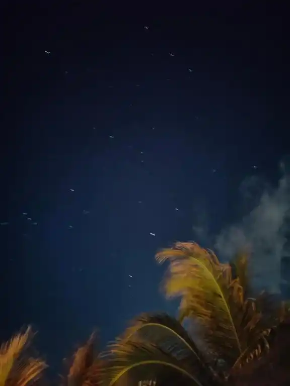 A night sky with the palms silhouetted against the stars.
