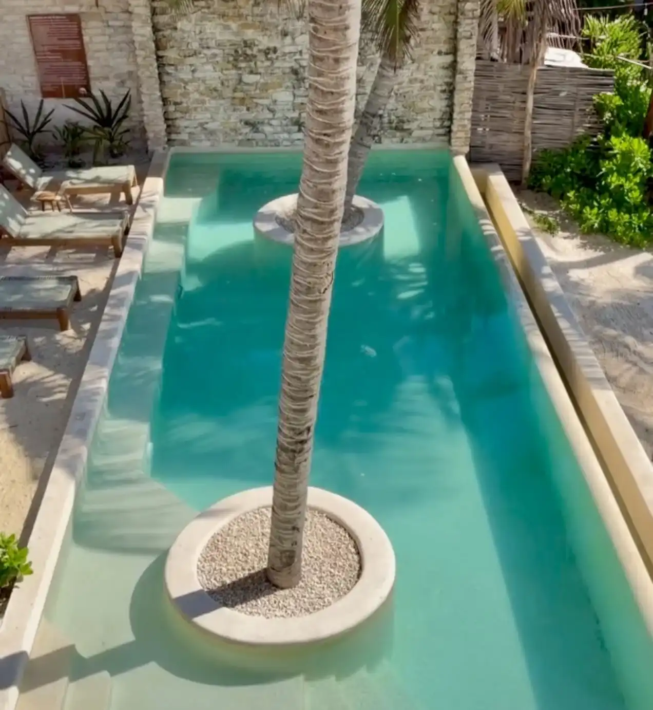 The two palm trees planted inside the long pool, each in its round gravel planter, with the stone wall behind.