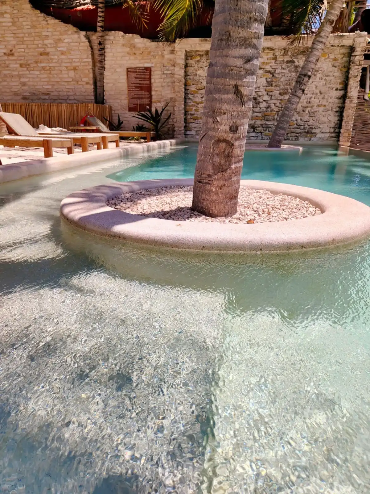 The palm tree planted inside the pool, in its stone rim, with the loungers and the wall behind.